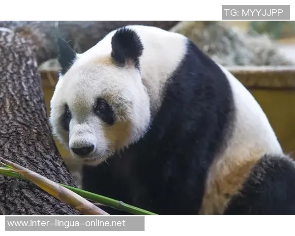 足球明星大熊猫的传奇旅程与绿茵场上的精彩瞬间